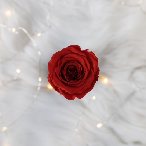 Flowerose.pl-113