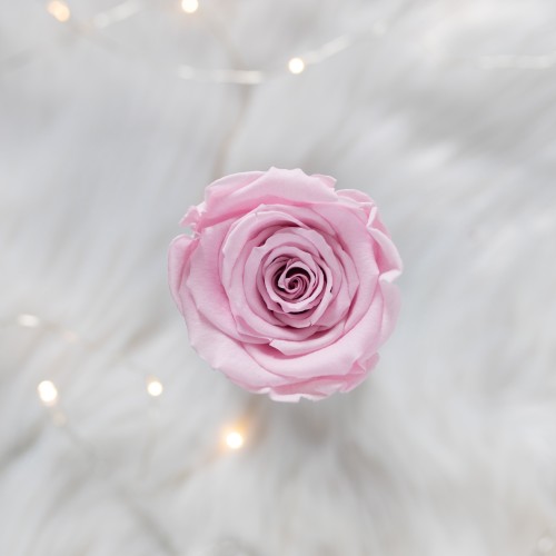 Flowerose.pl-110